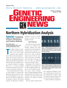 Northern Hybridization Analysis Tutorial: Comparing Different Membranes