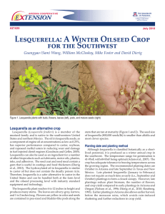 Lesquerella: A Winter Oilseed Crop for the Southwest