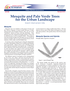Mesquite and Palo Verde Trees for the Urban Landscape Mesquite