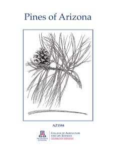 Pines of Arizona AZ1584  C