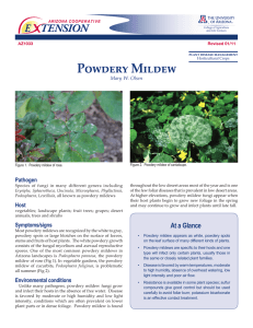 Powdery Mildew E    TENSION Pathogen