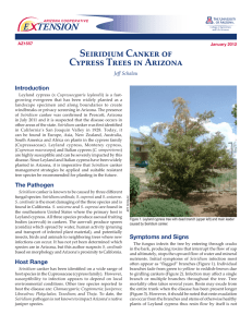 Seiridium Canker of Cypress Trees in Arizona E    TENSION Introduction