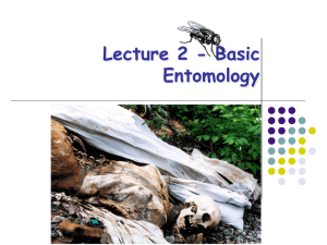 Lecture 2 - Basic Entomology …