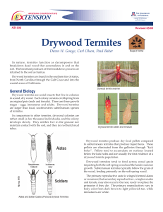 Drywood Termites E    TENSION