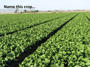 Name this crop…