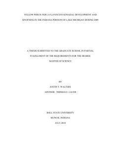 PERCA FLAVESCENS A THESIS SUBMITTED TO THE GRADUATE SCHOOL IN PARTIAL