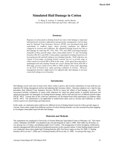 Simulated Hail Damage in Cotton  Summary March 2010
