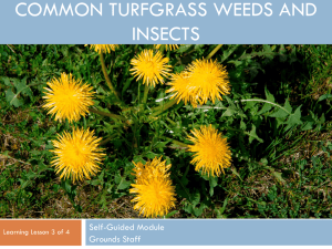 COMMON TURFGRASS WEEDS AND INSECTS Self-Guided Module Grounds Staff