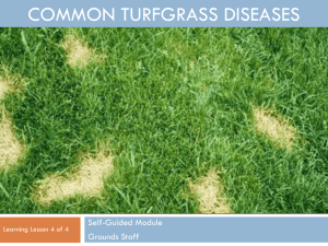 COMMON TURFGRASS DISEASES Self-Guided Module Grounds Staff Learning Lesson 4 of 4
