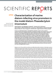 Characterization of marine diatom-infecting virus promoters in Phaeodactylum tricornutum