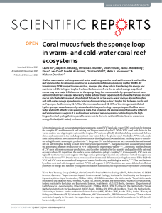 Coral mucus fuels the sponge loop ecosystems