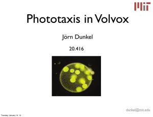 PNAS Phototaxis in Volvox In This Issue