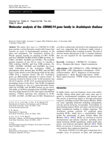 CRINKLY4 Arabidopsis thaliana Molecular analysis of the gene family in