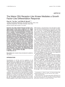 The Maize CR4 Receptor-Like Kinase Mediates a Growth Factor-Like Differentiation Response ARTICLE