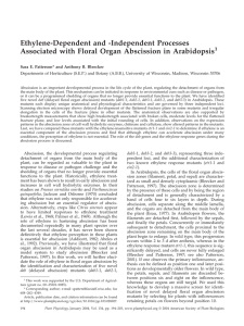 Ethylene-Dependent and -Independent Processes Associated with Floral Organ Abscission in Arabidopsis 1