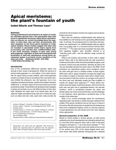 Apical meristems: the plant’s fountain of youth Isabel Ba