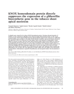 KNOX homeodomain protein directly suppresses the expression of a gibberellin