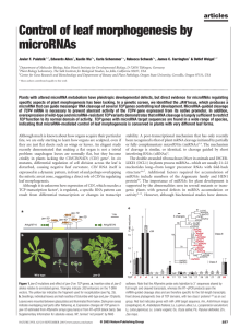 Control of leaf morphogenesis by microRNAs