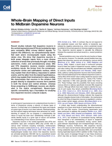 Article Whole-Brain Mapping of Direct Inputs to Midbrain Dopamine Neurons Neuron