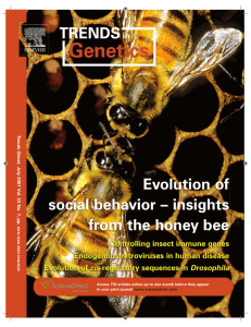 Evolution of social behavior – insights from the honey bee
