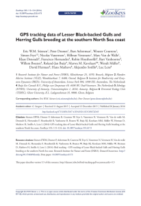 GPS tracking data of Lesser Black-backed Gulls and