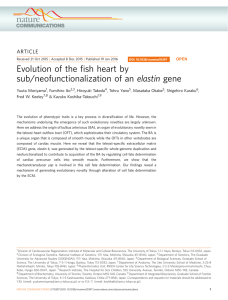 Evolution of the ﬁsh heart by sub/neofunctionalization of an elastin gene ARTICLE