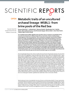Metabolic traits of an uncultured archaeal lineage -MSBL1- from