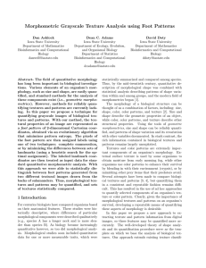 Morphometric Grayscale Texture Analysis using Foot Patterns