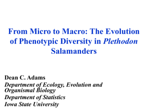 From Micro to Macro: The Evolution Plethodon Salamanders Dean C. Adams