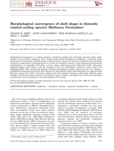 Morphological convergence of shell shape in distantly JEANNE M. SERB