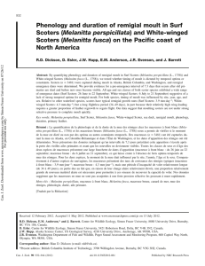 Phenology and duration of remigial moult in Surf Scoters (