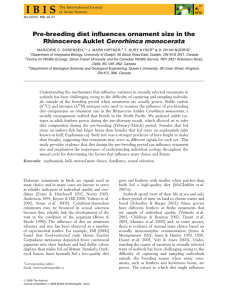 Pre-breeding diet influences ornament size in the Rhinoceros Auklet Cerorhinca monocerata