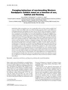 Foraging behaviour of non-breeding Western Sandpipers as a function of sex,
