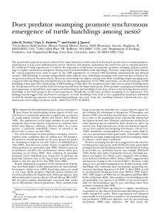 Does predator swamping promote synchronous emergence of turtle hatchlings among nests?