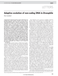 Adaptive evolution of non-coding DNA in Drosophila  Peter Andolfatto