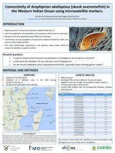 Amphiprion akallopisos the Western Indian Ocean using microsatellite markers. INTRODUCTION