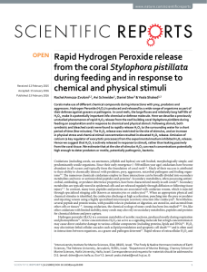 Rapid Hydrogen Peroxide release Stylophora pistillata during feeding and in response to