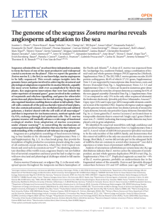 LeTTer Zostera marina angiosperm adaptation to the sea