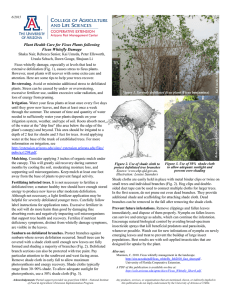 Plant Health Care for Ficus Plants following Ficus Whitefly Damage