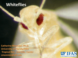 Whiteflies Catharine Mannion, Ph.D. University of Florida/IFAS Tropical Res.  and Edu. Center