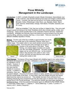 Ficus Whitefly Management in the Landscape