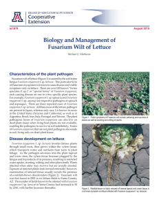 Biology and Management of Fusarium Wilt of Lettuce