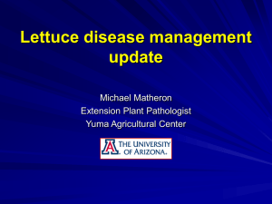 Lettuce disease management update Michael Matheron Extension Plant Pathologist