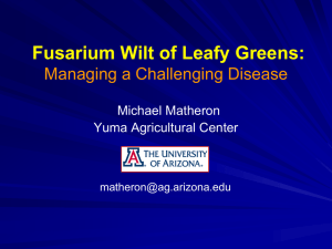 Fusarium Wilt of Leafy Greens: Managing a Challenging Disease Michael Matheron