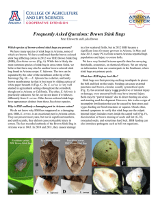 Frequently Asked Questions: Brown Stink Bugs!