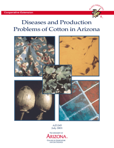 Diseases and Production Problems of Cotton in Arizona R Cooperative Extension