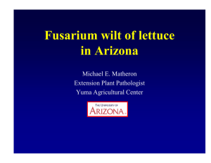 Fusarium wilt of lettuce in Arizona Michael E. Matheron Extension Plant Pathologist