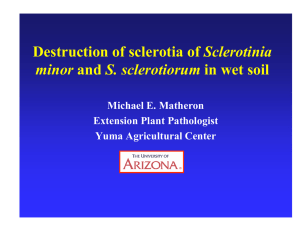 Sclerotinia minor Michael E. Matheron Extension Plant Pathologist