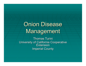 Onion Disease Management Thomas Turini University of California Cooperative