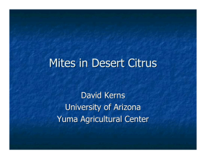 Mites in Desert Citrus David Kerns University of Arizona Yuma Agricultural Center